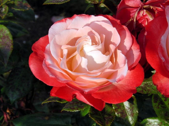 Bi-colored rose with red and pink petals