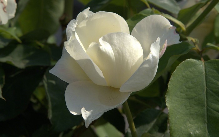 White rose in bloom with green leaves