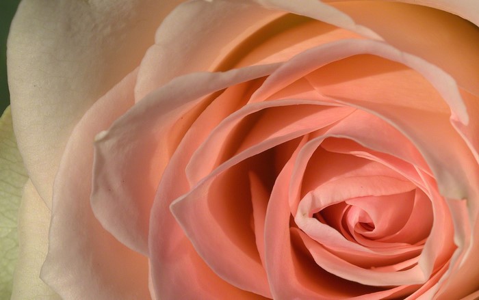 Close-up of a peach-colored rose