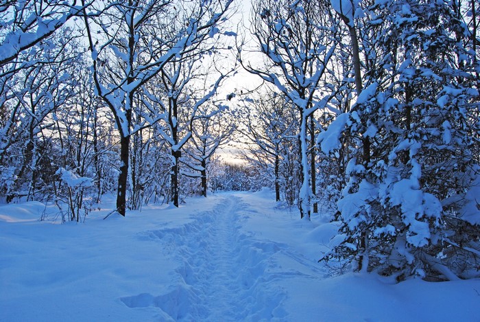 Snowy forest path in winter