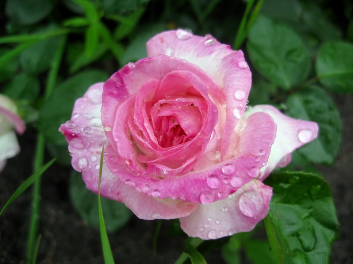 Pink rose with water droplets