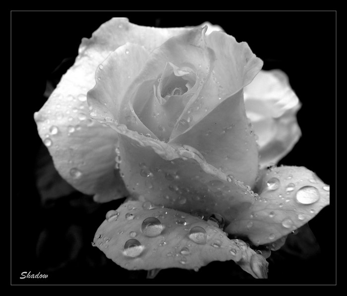 Black and White Rose with Water Droplets