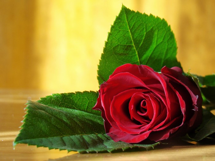 Red rose with green leaves on a wooden surface