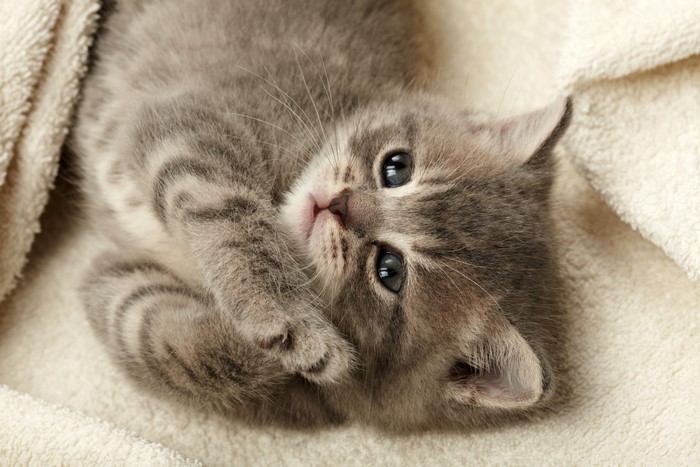 4K Kitten on a Blanket