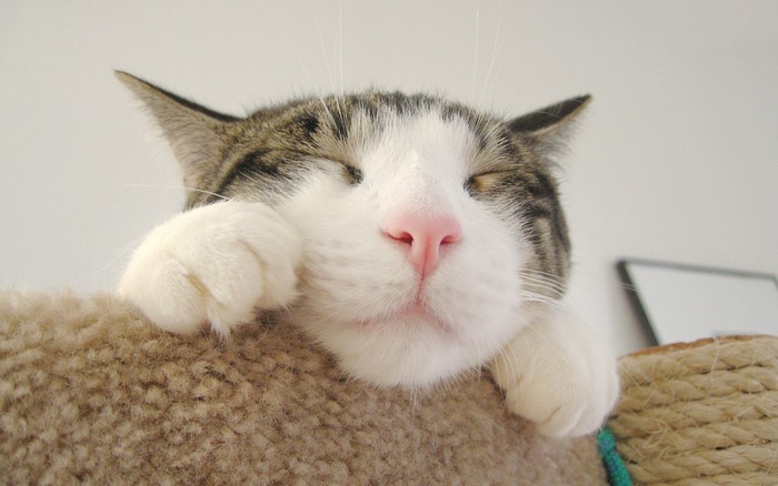 Close-up of a sleeping tabby cat