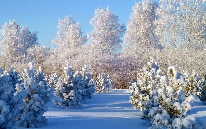 Snow-covered pine trees in a winter forest