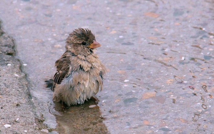 A wet sparrow sits in a puddle
