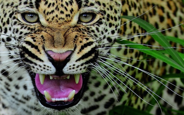 Close-up of a leopard roaring