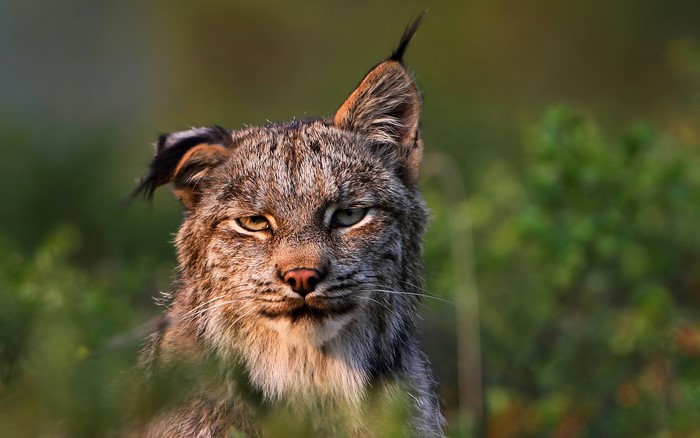 Lynx with tufted ears in green foliage