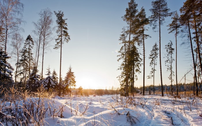 Winter forest with snow and tall trees