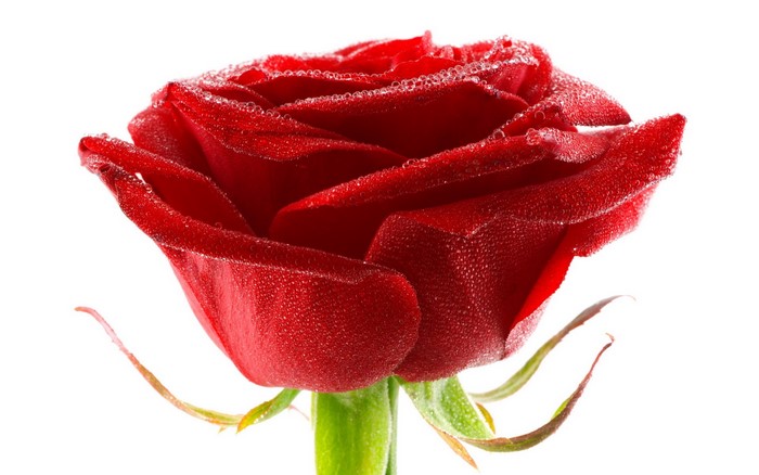 Red rose with water droplets