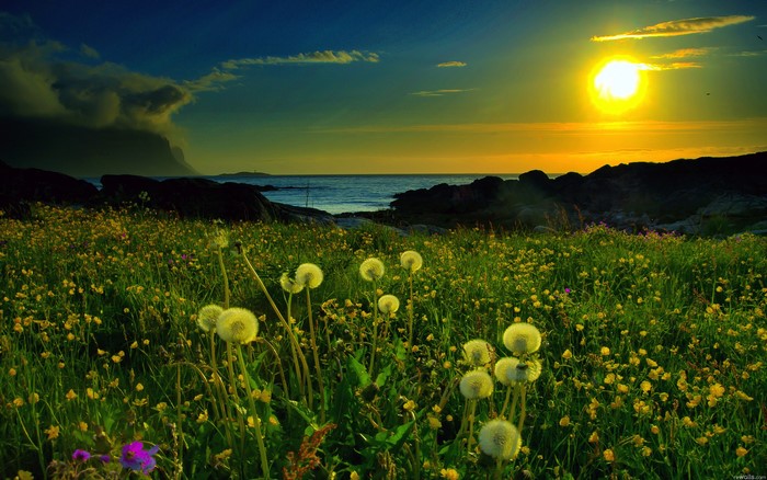 Field of dandelions by the sea at sunset