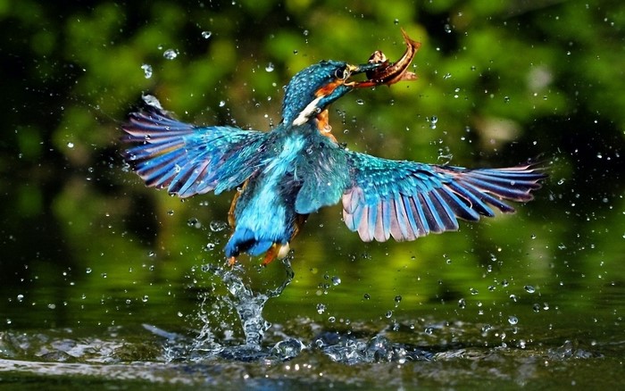 Kingfisher with fish in beak splashing water