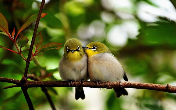 Two Japanese White-eye birds on a branch