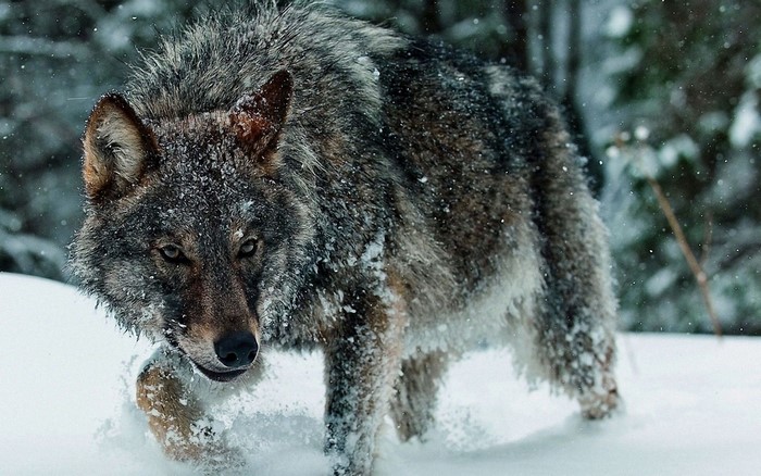 Wolf walking through snow in a forest