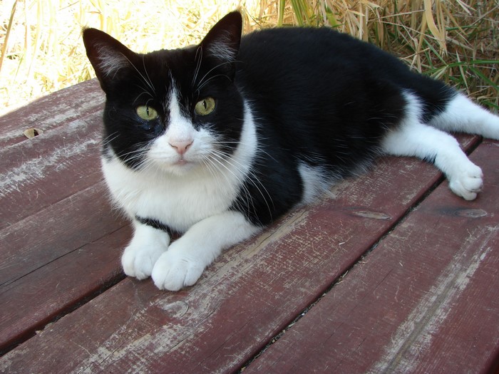 Black and white cat lying on a wooden surface