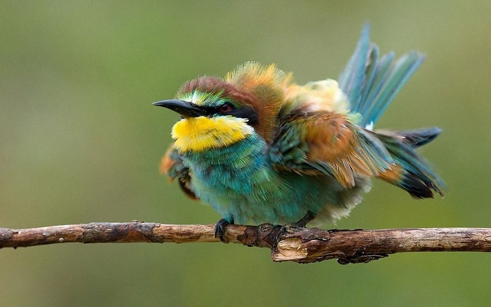 European bee-eater bird perched on a branch