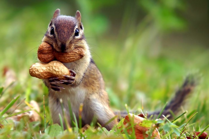 Chipmunk holding peanuts in its mouth