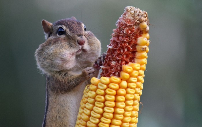 Chipmunk with full cheeks eating corn