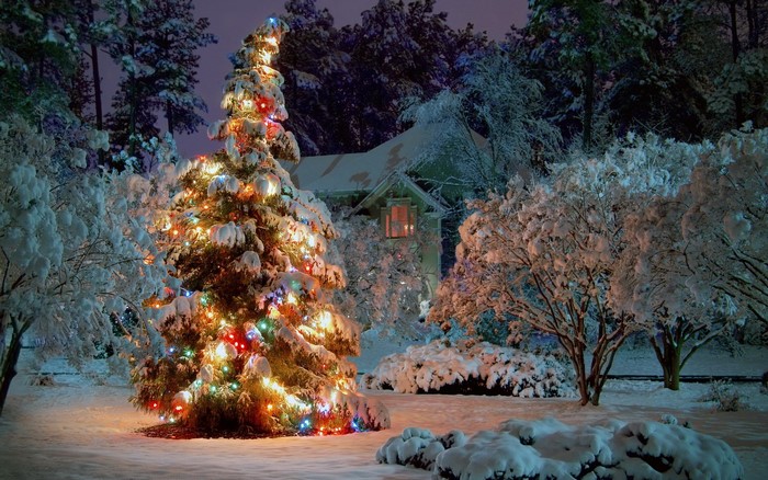 Decorated Christmas tree in a snowy garden at night