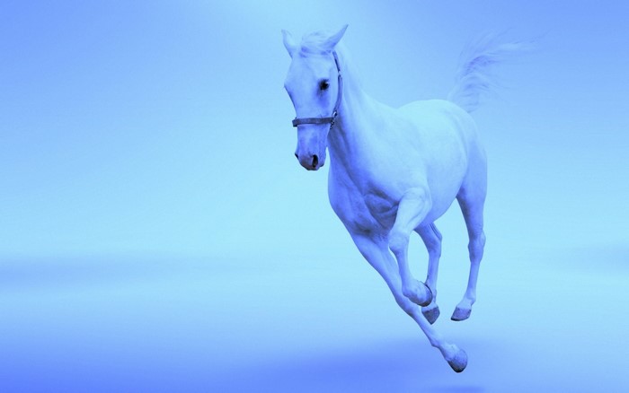 A white horse running