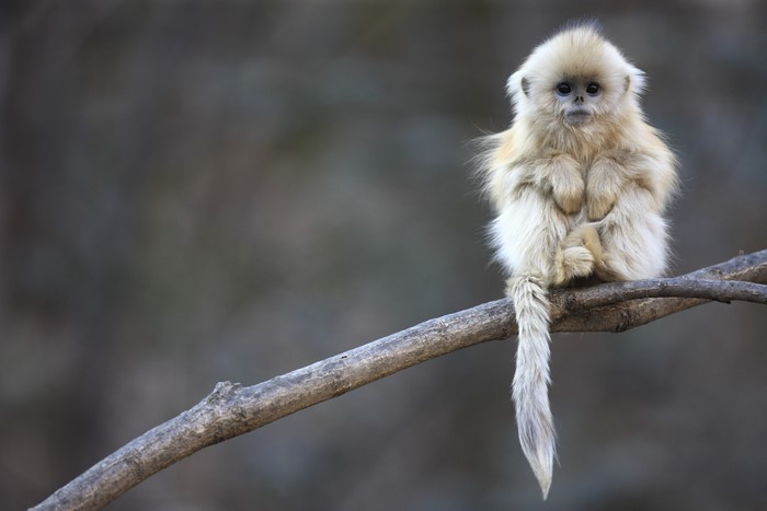 Golden Snub-nosed Monkey sitting on a branch