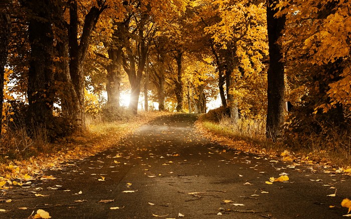 Autumn road lined with trees in fall colors