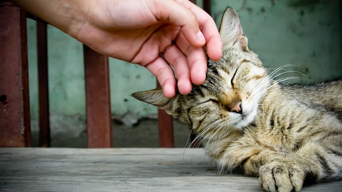 A hand petting a tabby cat