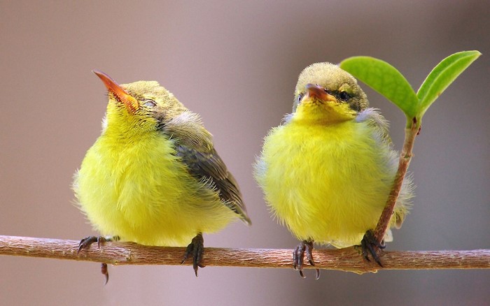 Two yellow baby birds on a branch