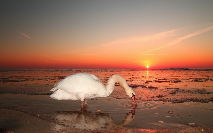 Swan drinking water at sunset on icy shore