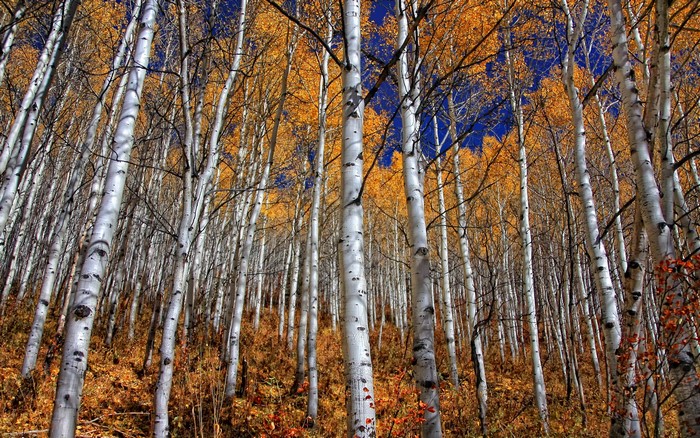 Aspen forest in autumn with golden leaves