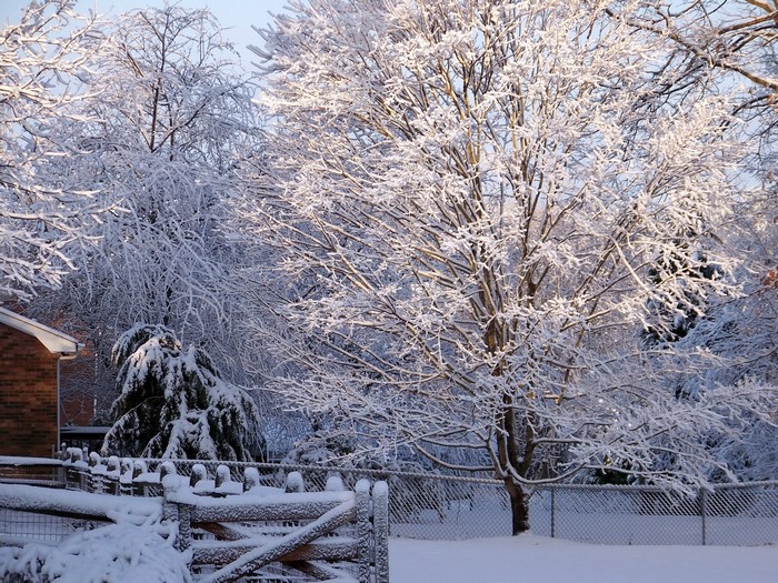 Snow covered trees and fence in winter