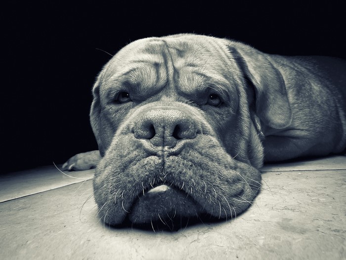 Close-up of a Mastiff dog lying down