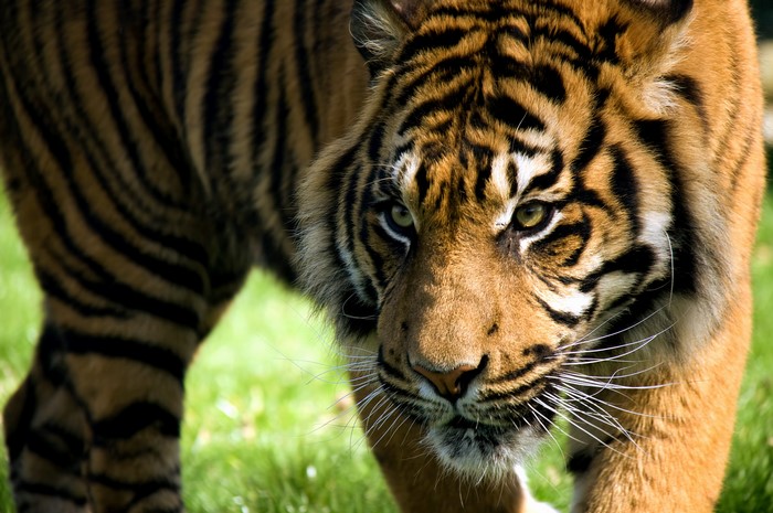 Close-up of a tiger's face