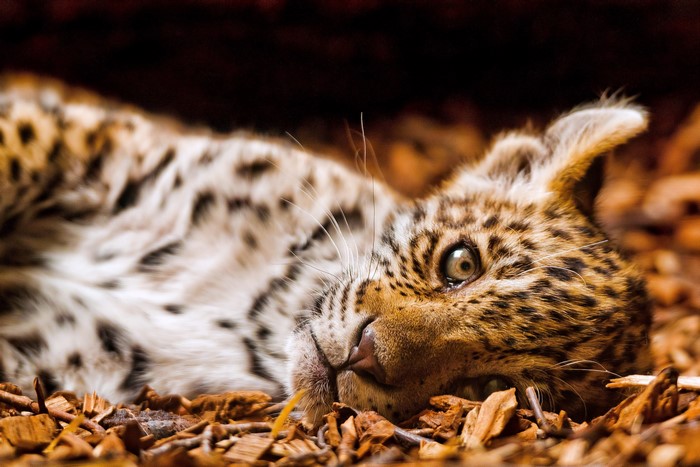 Leopard cub lying on the ground