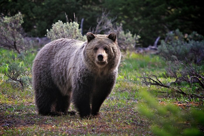 A Grizzly Bear Stands in a Forest