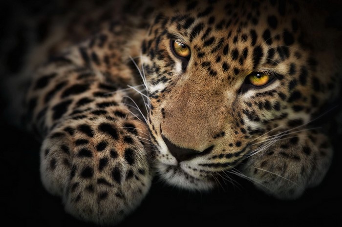 Close-up of a Leopard's Face