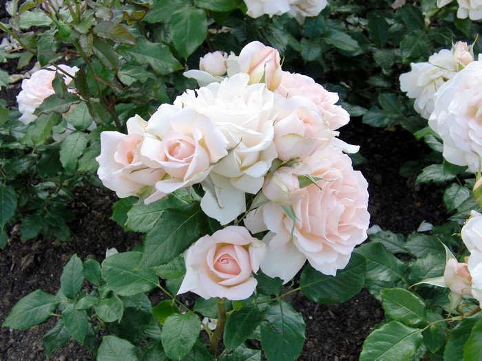 A cluster of pale pink and white roses in bloom