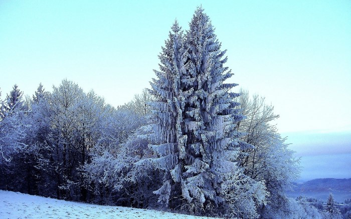 Snow-covered trees in a winter forest landscape