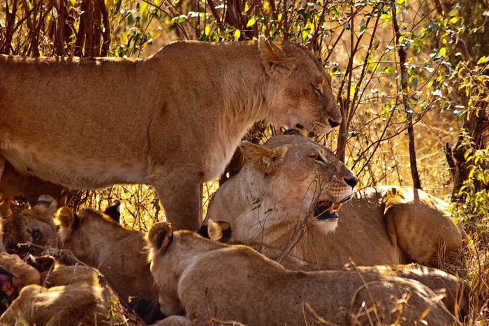 Lions feeding on a kill in the savanna