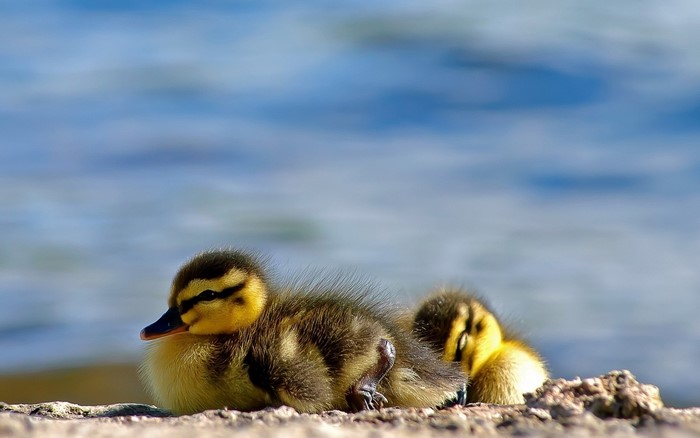 Two fluffy ducklings resting on the shore
