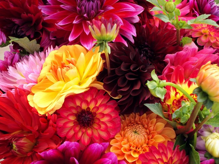 A vibrant bouquet of colorful dahlias