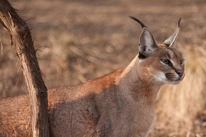 Caracal with distinctive ear tufts in dry grass