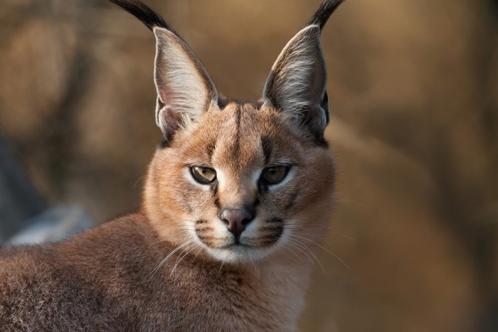 Close-up of a Caracal's face
