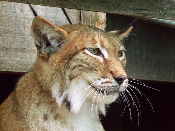 Lynx head with tufted ears