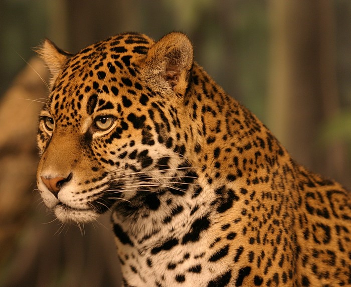 Close-up of a Jaguar's head and shoulder