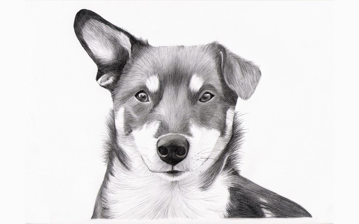 Pencil drawing of a dog's face