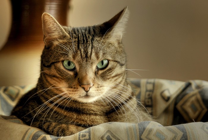 Tabby cat with green eyes
