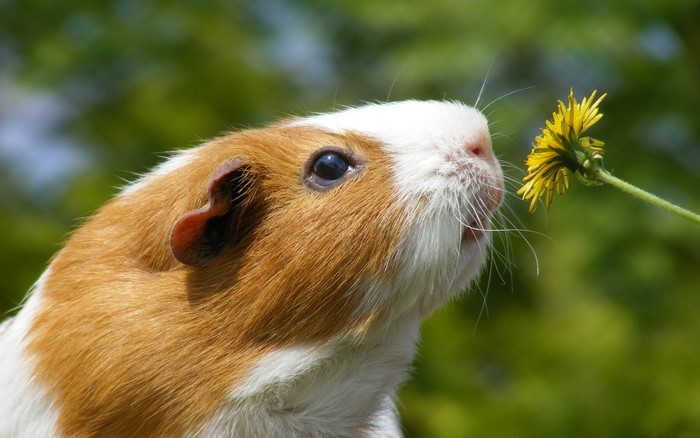 Curious Guinea Pig Sniffing a Yellow Flower