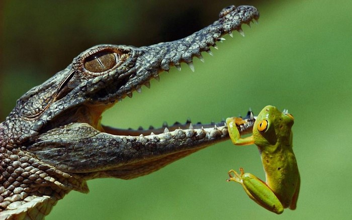 Crocodile attempting to eat a frog